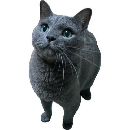 FM테스트_기업님의 장터 판매 상품 [고양이귀여워] 첨부 사진