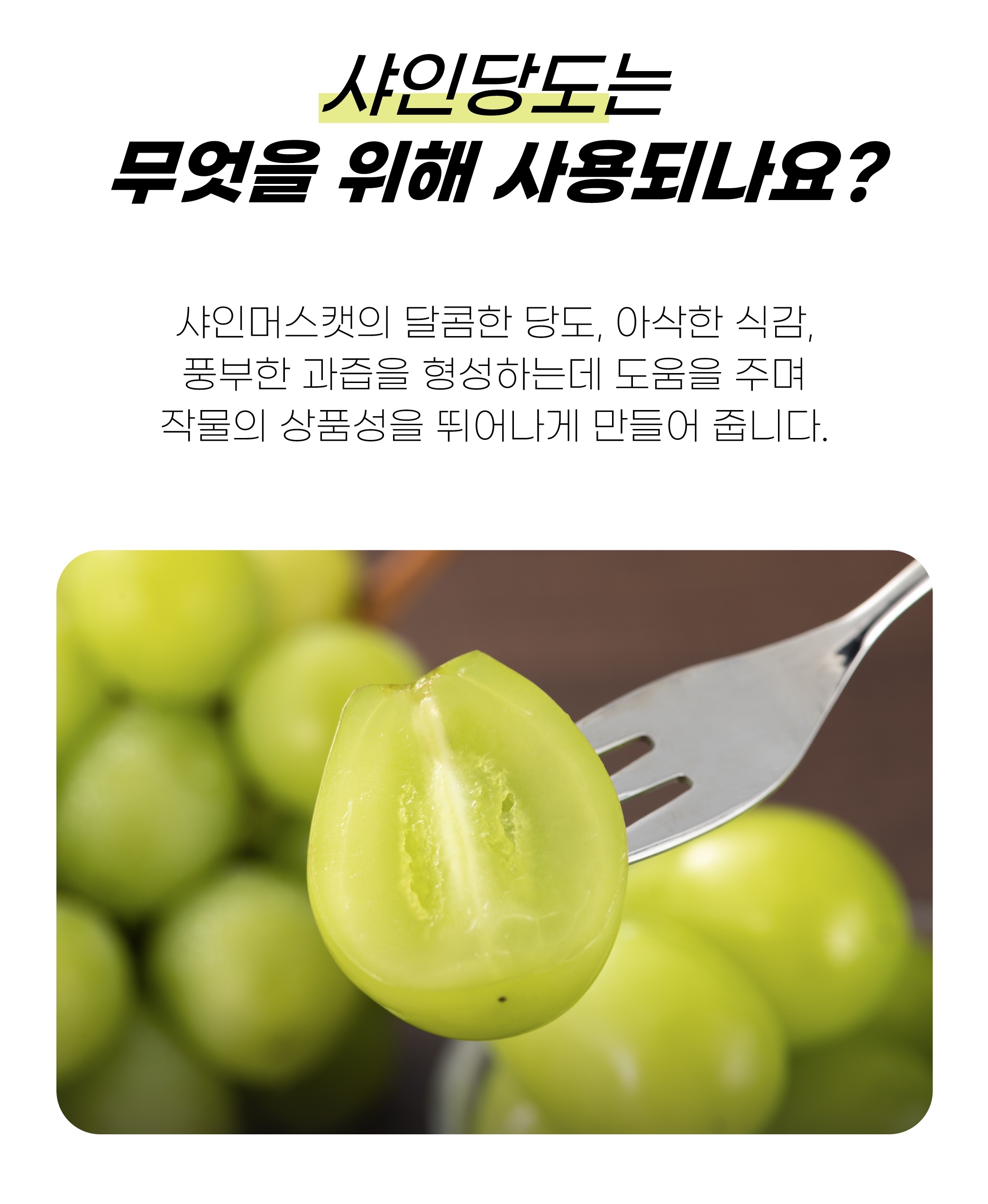 FM테스트_기업님의 장터 판매 상품 [[테스트] 샤인당도 영양제] 첨부 사진