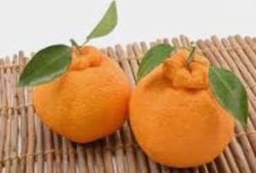 정현재님의 장터 판매 상품 [한라봉팔아여] 첨부 사진