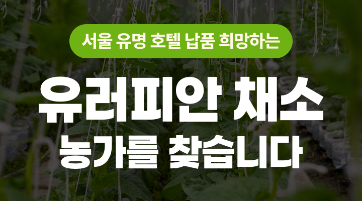 유러피안 채소 재배 농가 모집